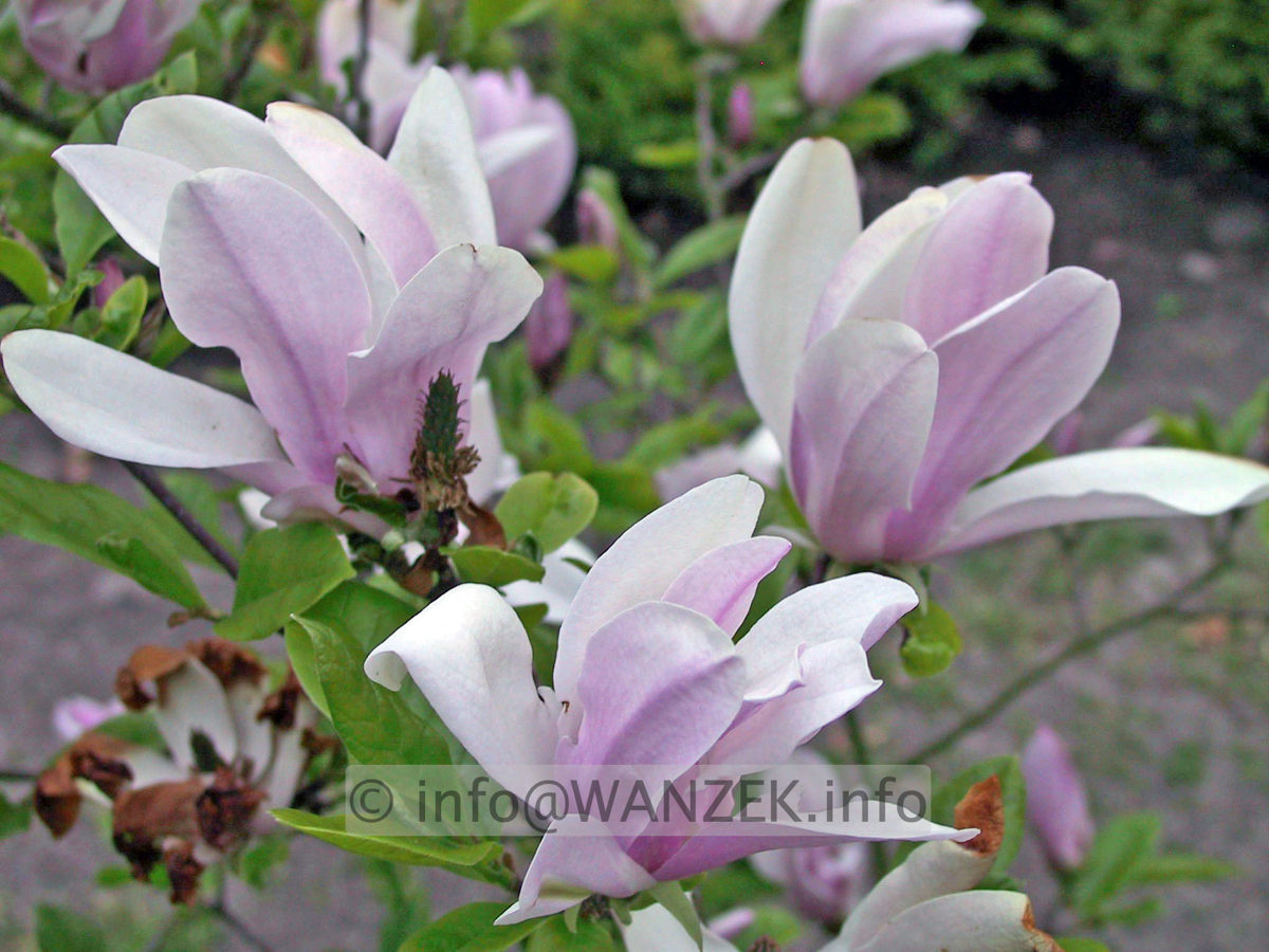 Magnolia Hybride George Henry Kern 01.JPG